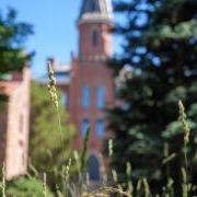 Summer grass in sunshine on June 21, 2022. Photo by Patrick Campbell/University of Colorado)